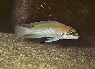 Chalinochromis brichardi 'Milima Island'